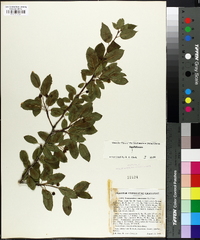 Ilex mucronata image