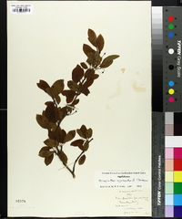 Ilex mucronata image