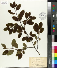 Ilex mucronata image