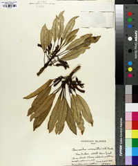 Clermontia micrantha image