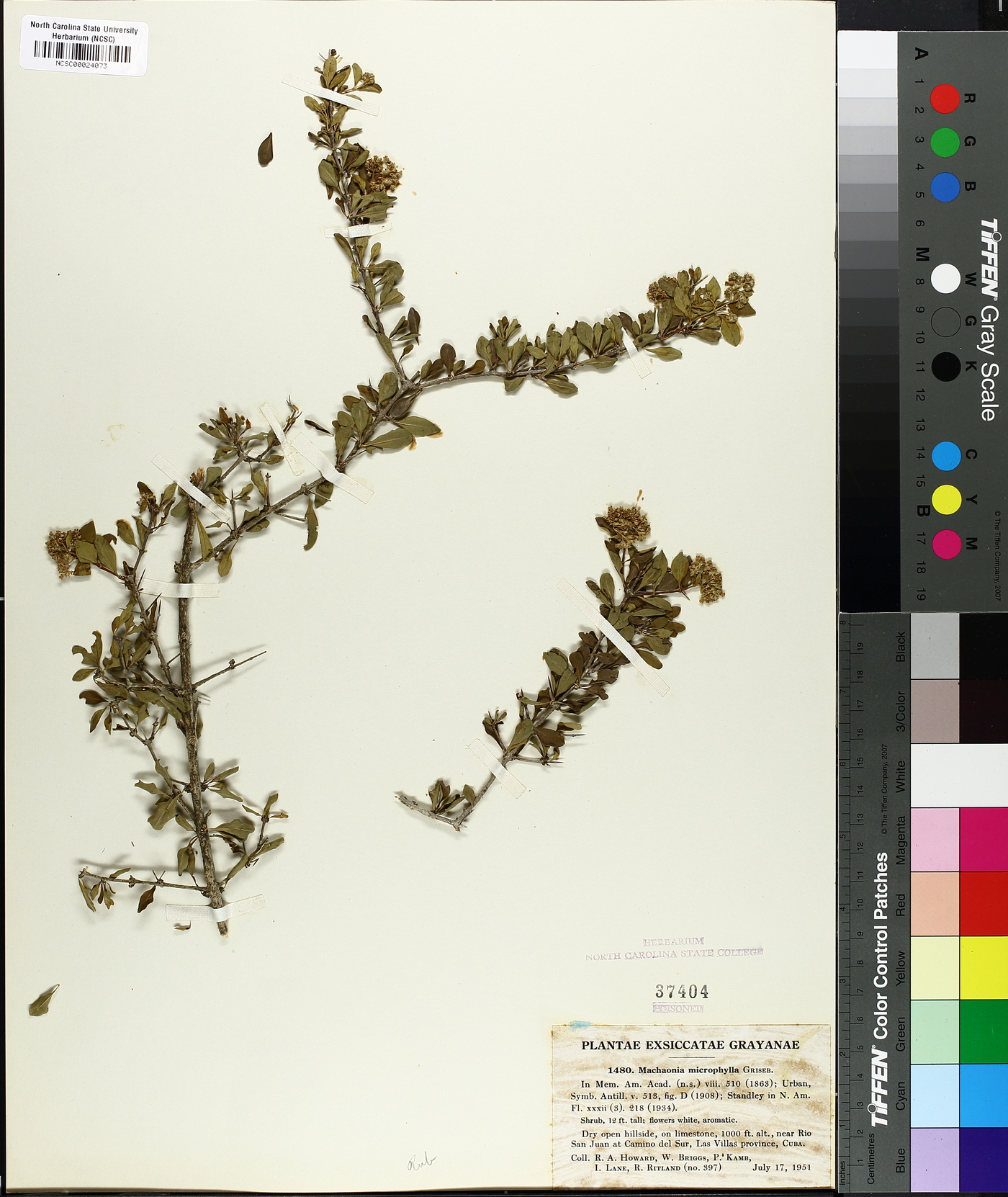 Machaonia microphylla image