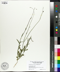 Wahlenbergia marginata image