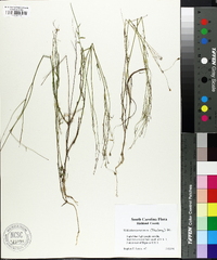 Wahlenbergia marginata image