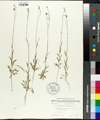 Wahlenbergia marginata image