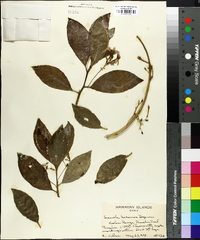 Scaevola kilaueae image