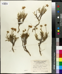 Actinea scaposa image