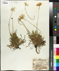 Actinea scaposa image