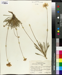 Actinea scaposa image