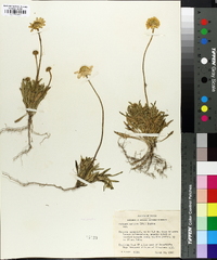 Actinea scaposa image