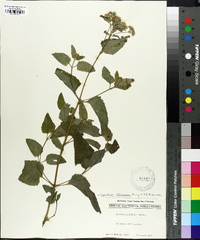 Ageratina aromatica image