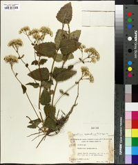 Eupatorium aromaticum image