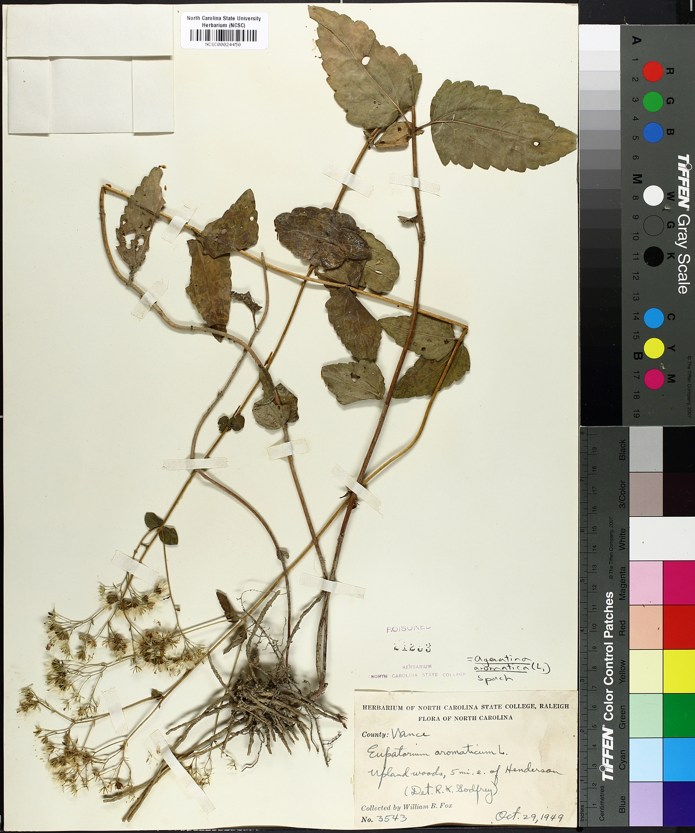 Eupatorium aromaticum image