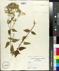 Eupatorium aromaticum image