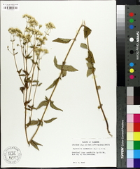 Ageratina aromatica image