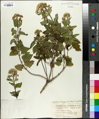 Ageratina havanensis image