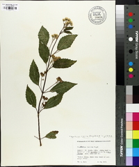 Ageratina riparia image