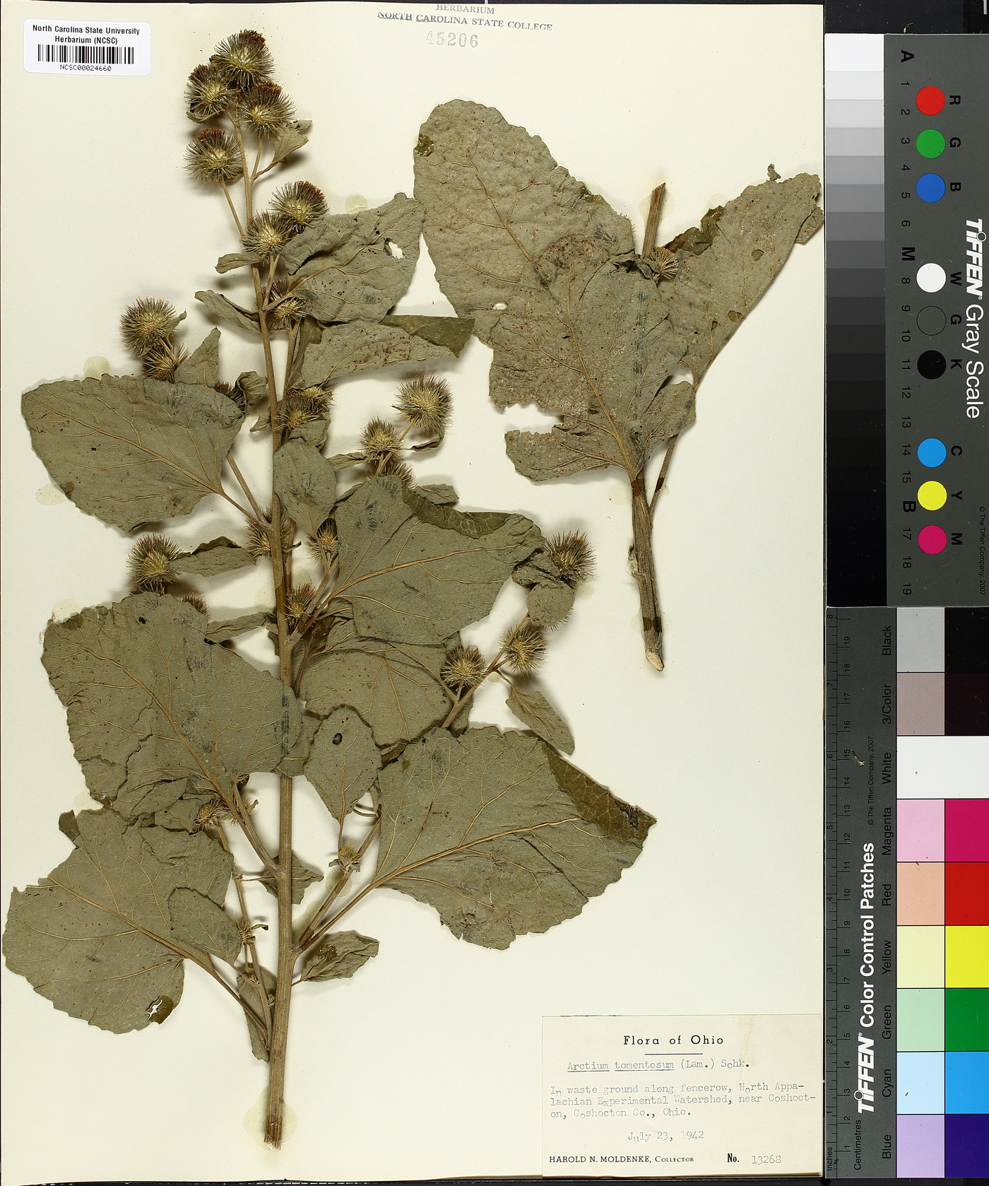 Arctium tomentosum image