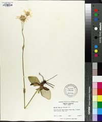 Arnica acaulis image