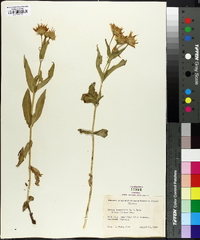 Arnica longifolia image