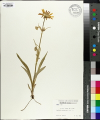 Arnica alpina image