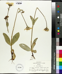 Arnica montana image