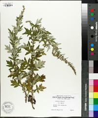 Artemisia vulgaris image