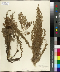 Artemisia absinthium image