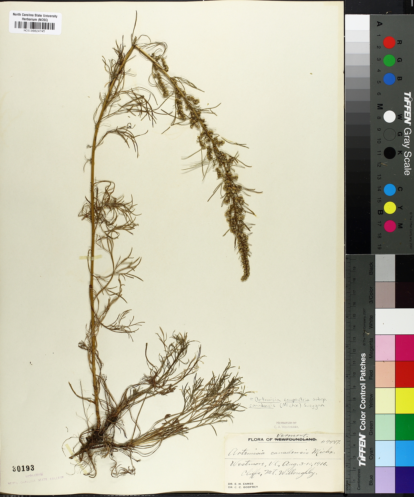 Artemisia canadensis image