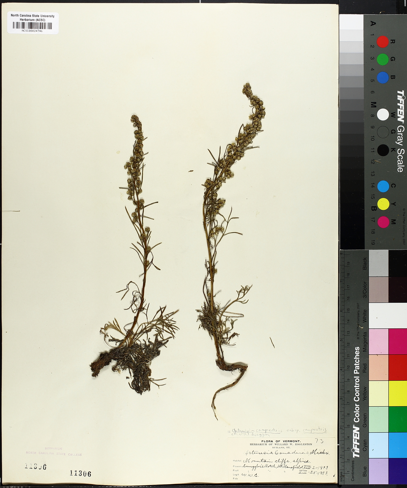 Artemisia campestris subsp. campestris image