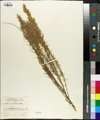 Artemisia filifolia image