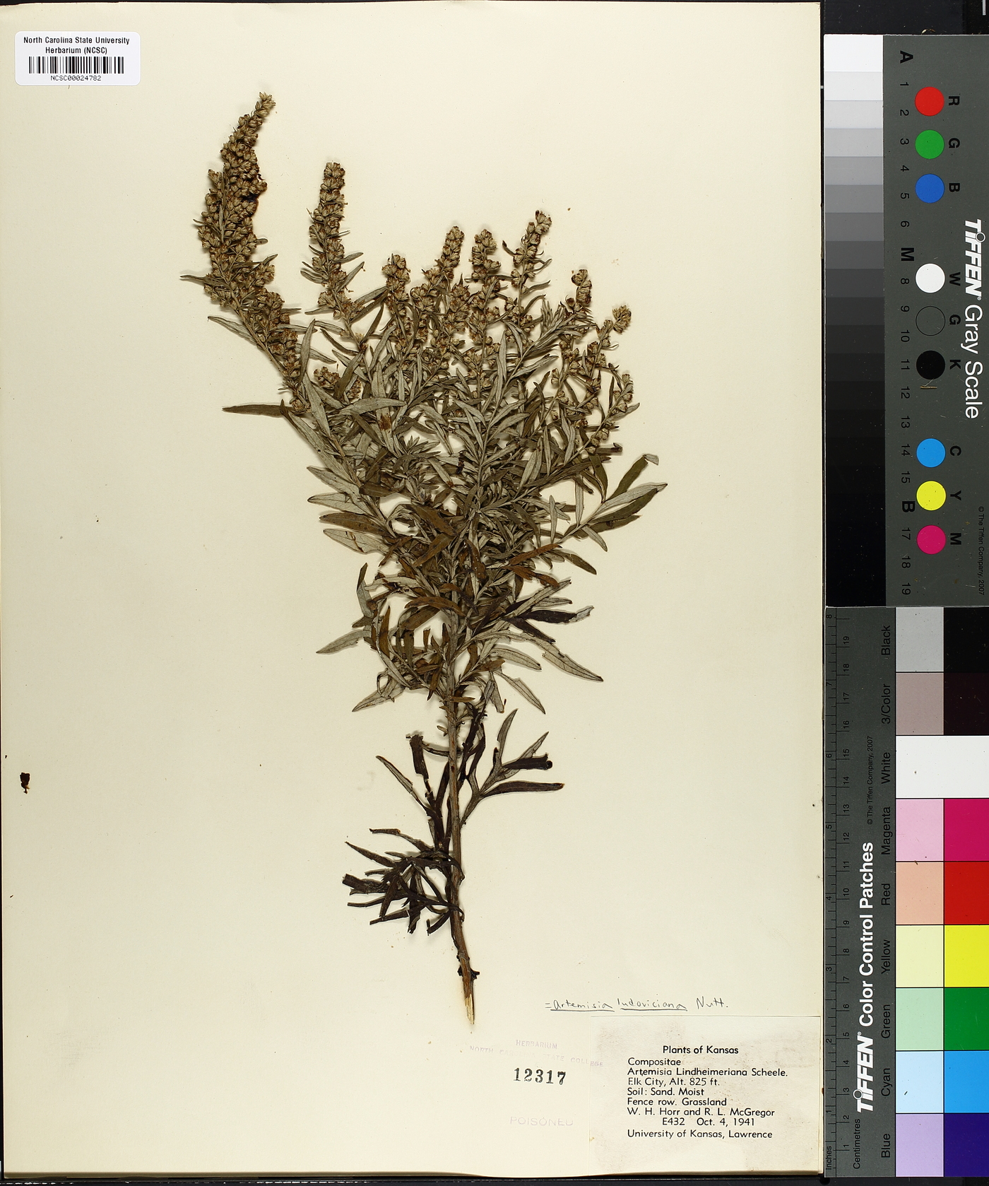 Artemisia lindheimeriana image