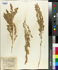 Artemisia tridentata subsp. typica image