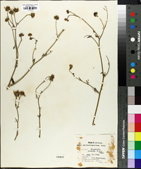 Image of Bahia chrysanthemoides