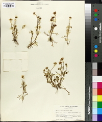 Blennosperma californicum image