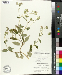 Bothriocline laxa image
