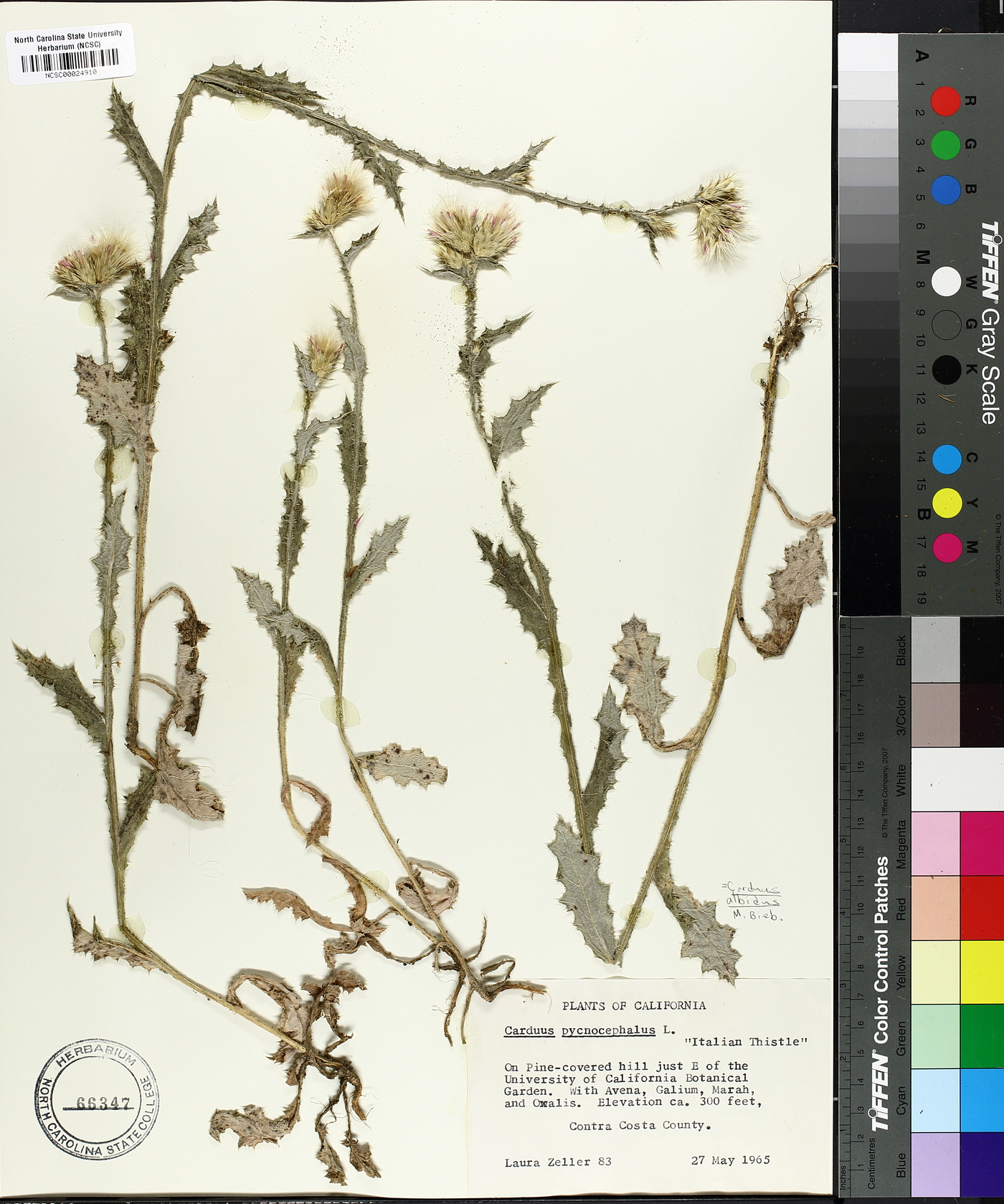 Carduus pycnocephalus image