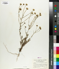 Chaenactis glabriuscula var. curta image