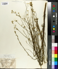 Conyza canadensis var. pusilla image