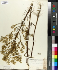 Conyza canadensis var. pusilla image