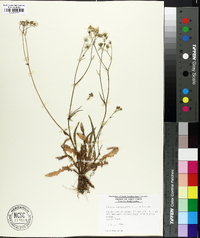 Crepis capillaris image