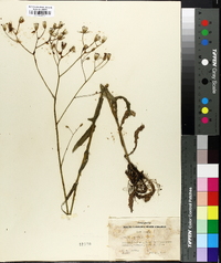 Crepis pulchra image