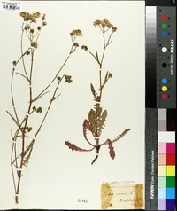 Crepis capillaris image