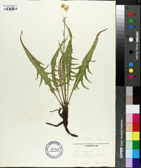 Crepis intermedia image