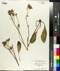Image of Crepis riparia