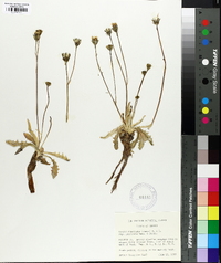 Crepis runcinata image