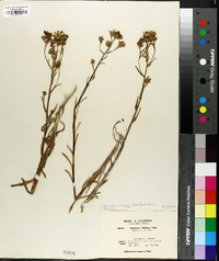 Hemizonia halliana image
