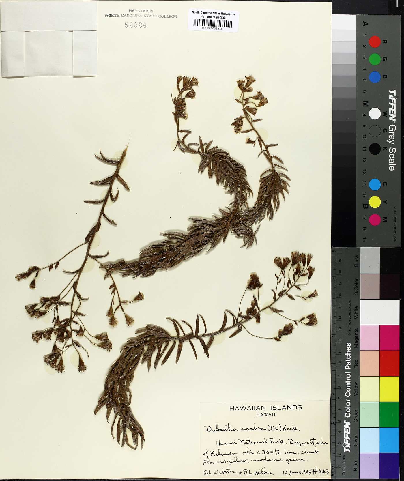 Dubautia scabra image