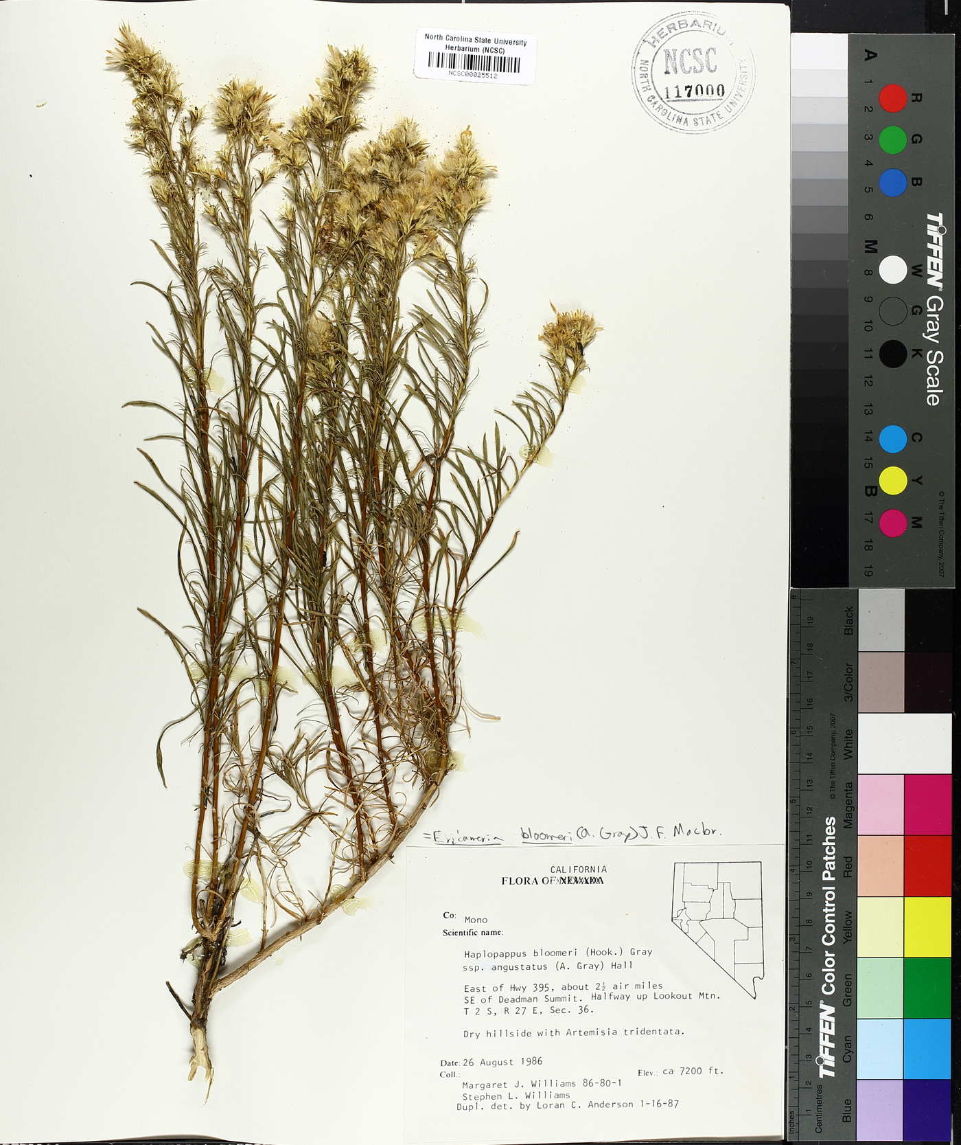 Haplopappus bloomeri subsp. angustatus image