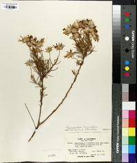 Ericameria linearifolia image