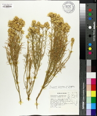 Ericameria nauseosa var. oreophila image